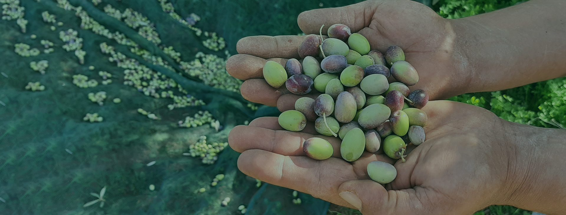 Hand picked and bottled from Tunisia
